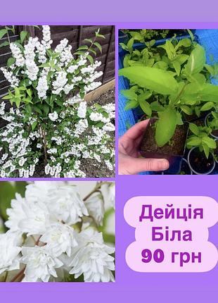 Дейція біла