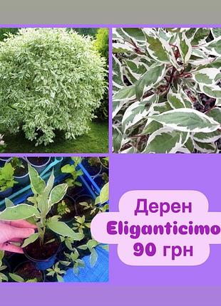 Дерен eliganticimo