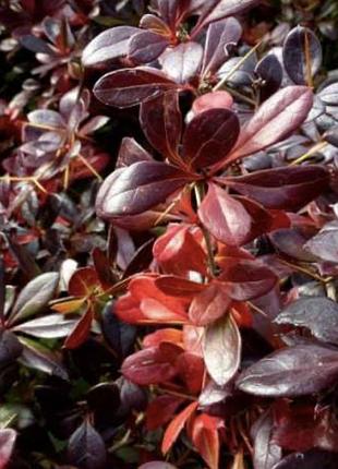 Барбарис red jewel 3