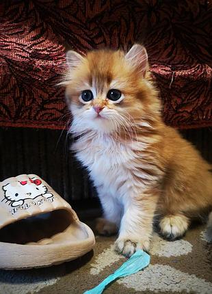 Британские котята золотой шиншиллы