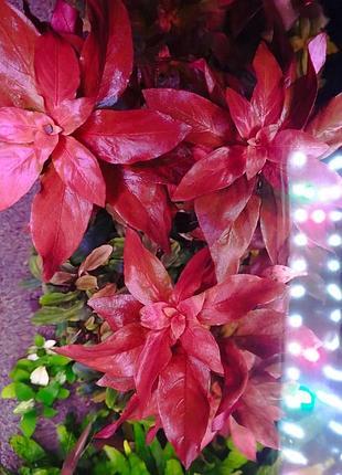 Людвігія рубін (ludwigia repens rubin)