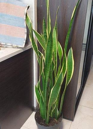Сансевієрія трисмугова (sansevieria trafasciata laurentii)