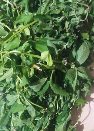 Мятный аромочай крафтовый (водная мята)
