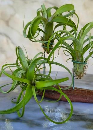 Новое поступление телеландсия курли слим (tillandsia curly slim)