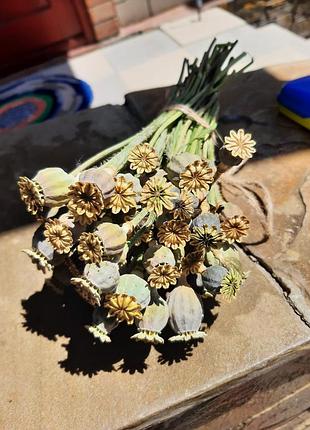 Флористичный материал, макушки