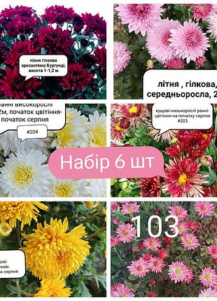 Набор хризантем веточных красивые саженцы 6 шт