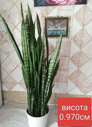 Сансевієрія (sansevieria trifasciata, «тещин язик»). висота приблизно 1м 2