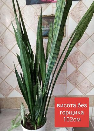 Сансевієрія (sansevieria trifasciata, «тещин язик»). висота приблизно 1м 3
