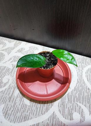 Хойя карноза (hoya carnosa)