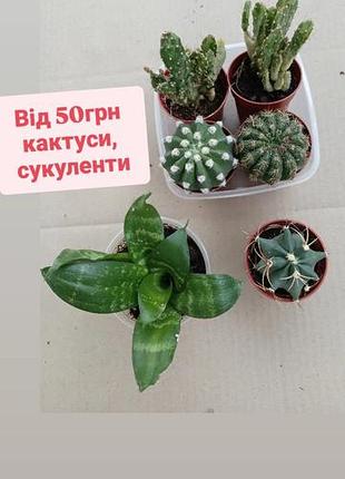 От 50 грн кактусы суккуленты сансевиерия санса кактус опунция вариогатная