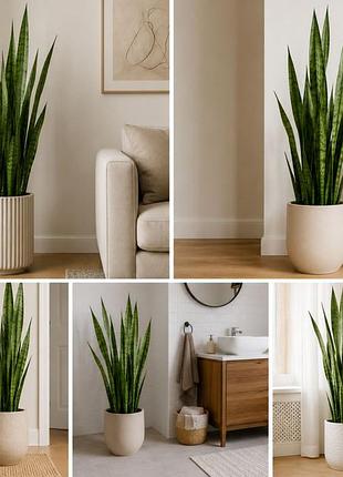 Сансевиерия (sansevieria trifasciata, «тещина языка»). высота около 1м