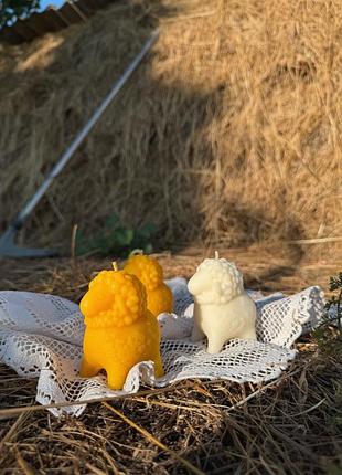 Свічка баранець, барашка, лембик баранець, бджолина свічка
