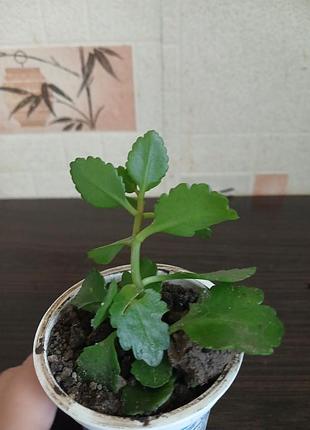 Продам каланхоє