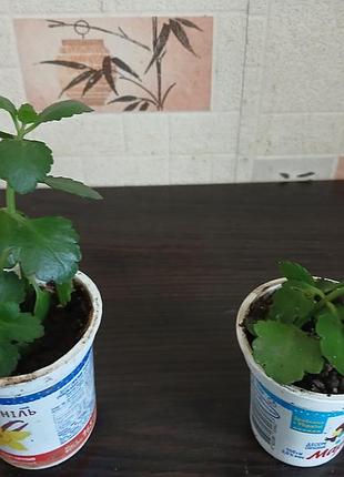 Продам каланхие 4