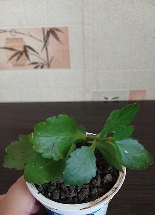 Продам каланхие 2