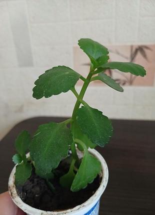 Продам каланхие 3