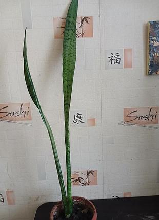 Продам саженцы сансивий. 3