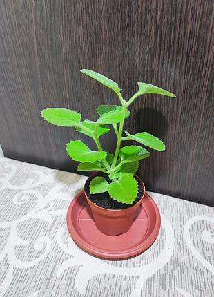 Плектраннус ароматный, мята (plectranthus amboinicus)