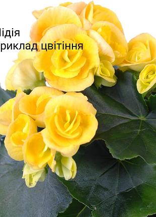 Бегония элатиор 2