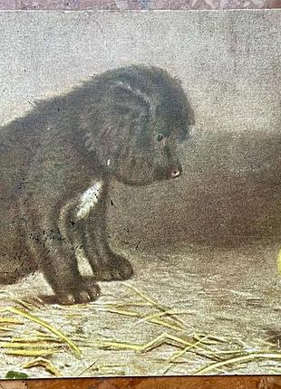 Стара листівка 1914р.  видавництво "рішар"  санкт- петербург