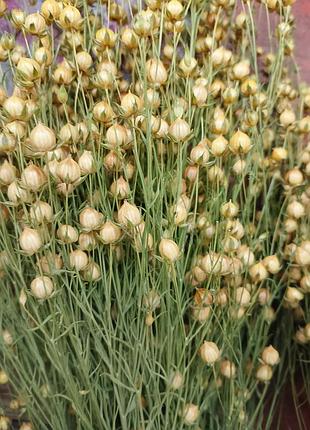 Пучки льону 3