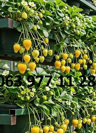 Клубника ампельная жевтоплодная сорта ананасовая