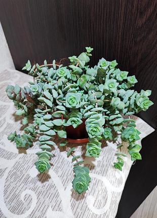 Красула рупестрис (crassula rupestris)
