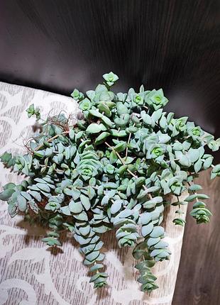 Красула рупестрис (crassula rupestris) 2