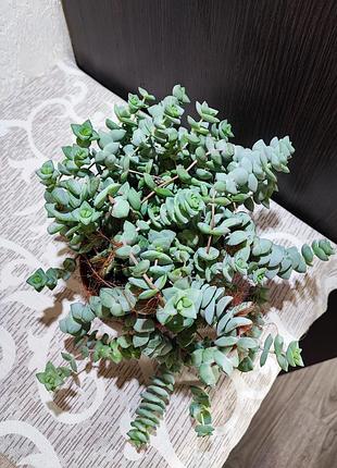 Красула рупестрис (crassula rupestris) 3