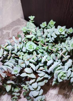 Красула рупестрис (crassula rupestris) 4