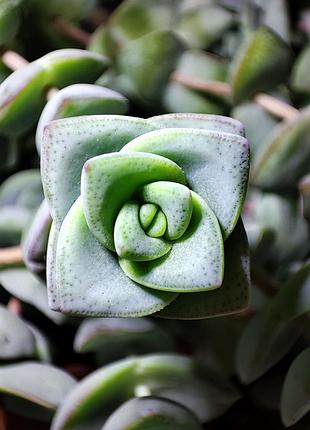 Красула рупестрис (crassula rupestris) 5