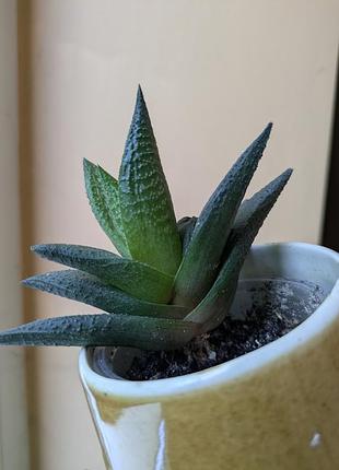 Детки gasterhaworthia (гастрохавортия)
