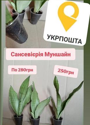 Опять в наличии санссиерия муншайн сансевери санса сансеверия
