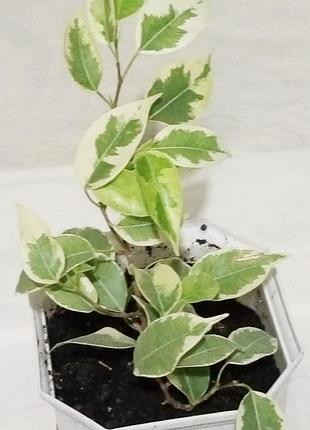 Фикус бенджамная 3