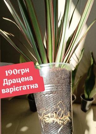 Вариенатная драцена, комнатные растения цветы