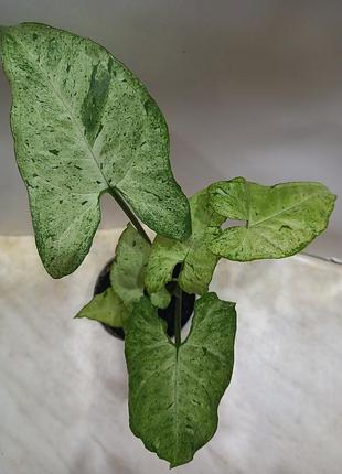 Сингониум “green freckles”