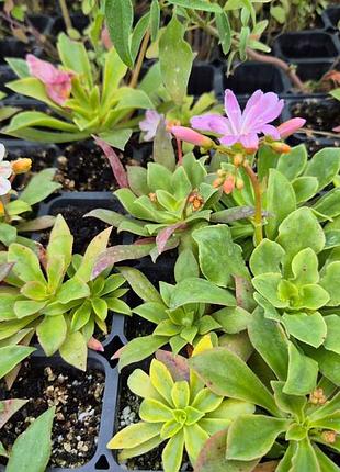 Левизия котеледон (lewisia cotyledon) -