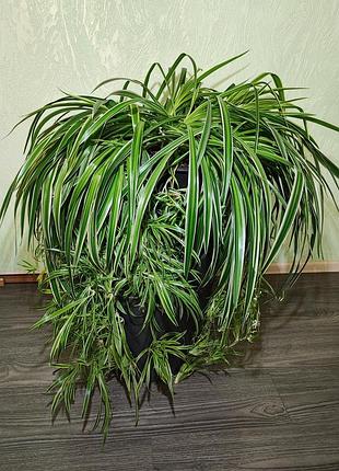 Хлорофітум чубатий оушен xxxl (chlorophytum comosum ocean)