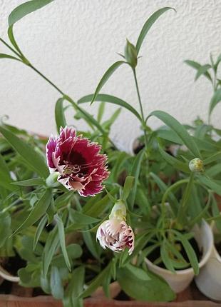 Гвоздика китайская кьянти (dianthus chinensis chianti)