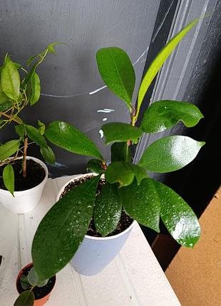 Фікус ficus на вибір еластіка абіджан бенджаміна верболистий