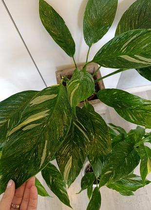 Спатифилум даймонд вариогатный 
женское счастье Diamond
spathiphyllum Diamond или "диамант"