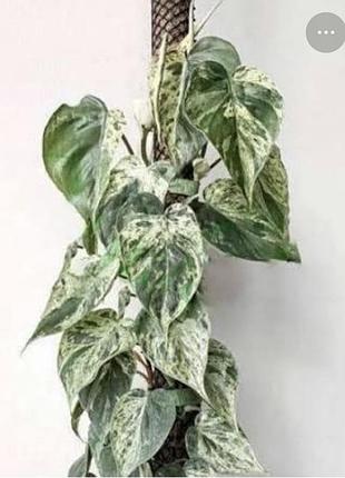 Філодендрон хелерацеум варієгатний  hedersceum variegata дітка