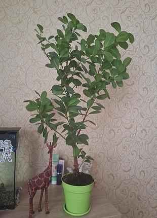 Продам фікус