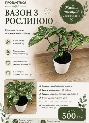 🌿  комнатное растение аукуба