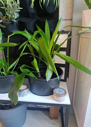 Дві юкки пальми yucca юка 2