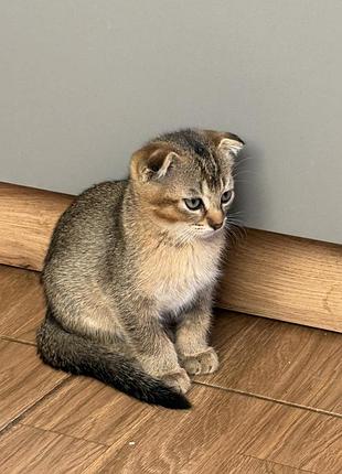 Котики шотландская золотая шишина