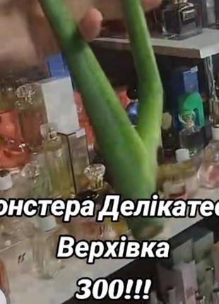 Монстера делікатесна верхівка 2