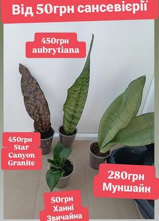 От 50грн сортовые сансвиерии санса сансеверия star canyon granite aubrytiana хanin муншайн moonshine