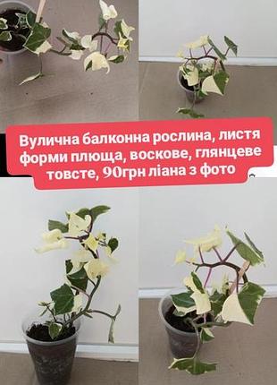 Вулична балконна рослина, листя форми плюща, воскове, глянцеве товсте, 90грн ліана з фото