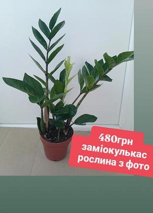 Замиокулькас более 50см, 12см горшок суккулент комнатные растения
